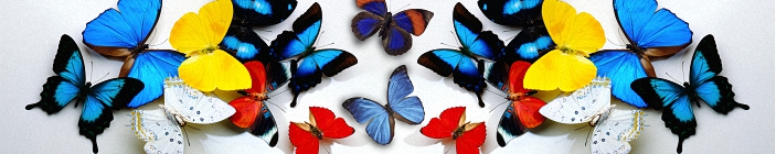 Скинали. Бабочки с синими, голубыми, красными и желтыми крыльями.