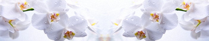 Цветы. Белая орхидея. Рисунок для скинали.