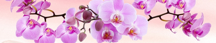 Изображение для скинали. Орхидея.