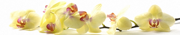 Скинали. Цветы. Желтые орхидеи.