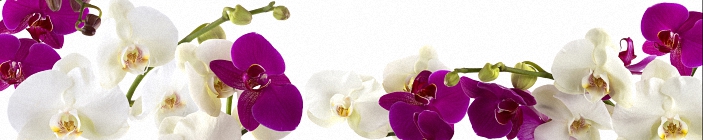 Скинали. Цветы. Белые и фиолетовые орхидеи.